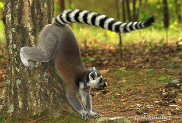 Ipek Kulahci- Lemur scent marking